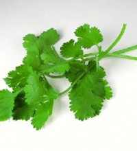 芫荽的功效与作用